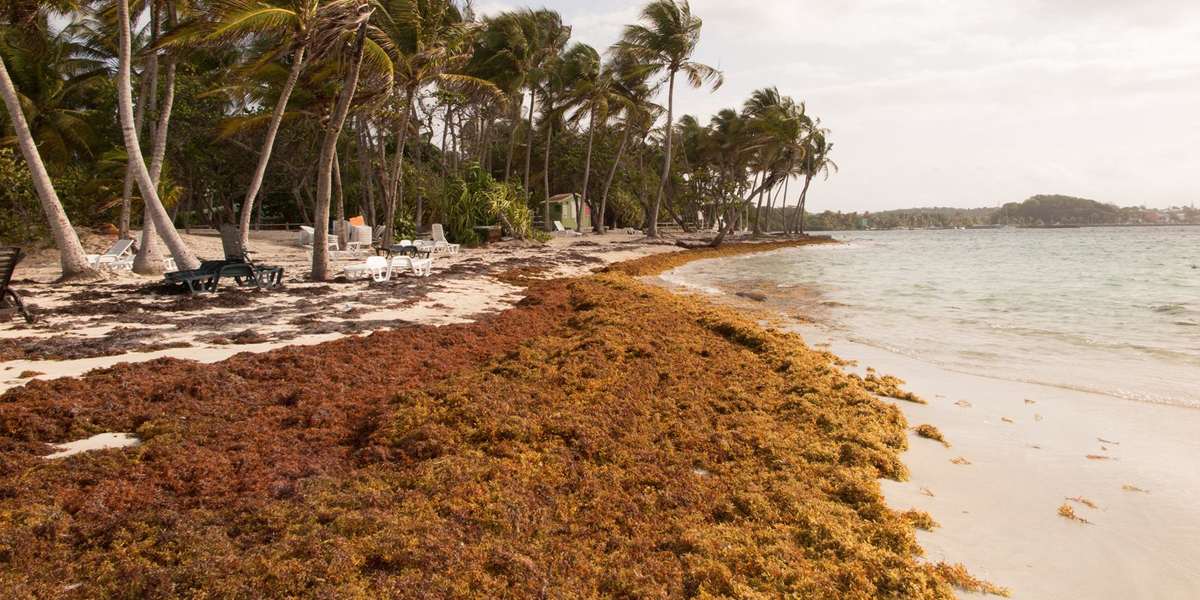 sargassum